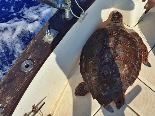 Salvata tartaruga marina in difficoltà: la corsa dal veterinario all'Acquario di Genova