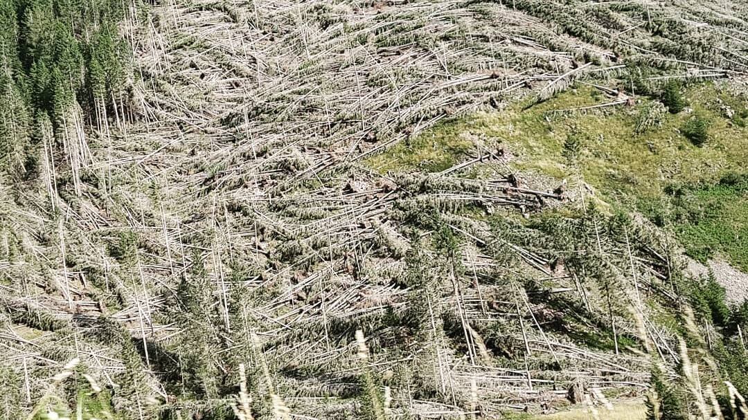 E a due anni dal "tifone" Vaia la ferita resta aperta: 14 milioni i tronchi abbattuti