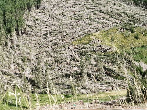 E a due anni dal "tifone" Vaia la ferita resta aperta: 14 milioni i tronchi abbattuti