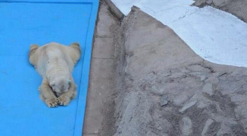 Morto Arturo, l'orso più triste del mondo 1
