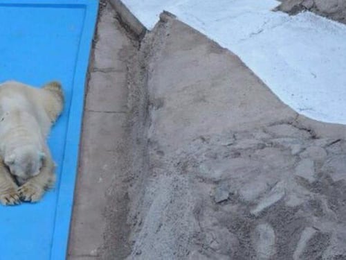 Morto Arturo, l'orso più triste del mondo