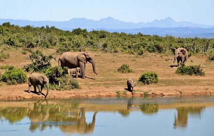 Elefante si fa un selfie 16