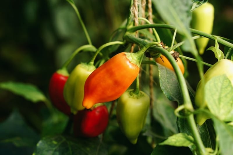 Peperoncino 2