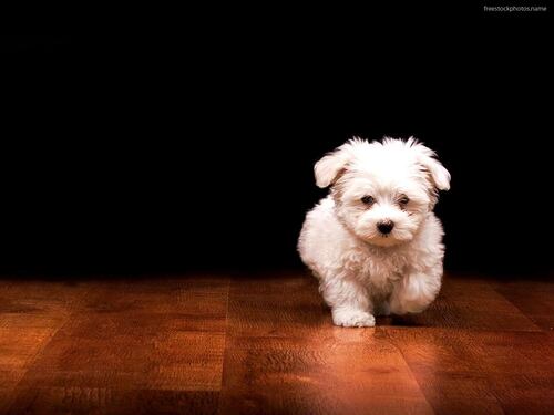 Mini Dog Club, l'orgoglio di possedere un cane di piccola taglia