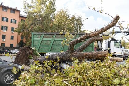 Maltempo Roma, alberi caduti dopo il temporale di ieri 4
