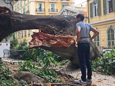 Crolla albero su Aurelia a Sanremo 6