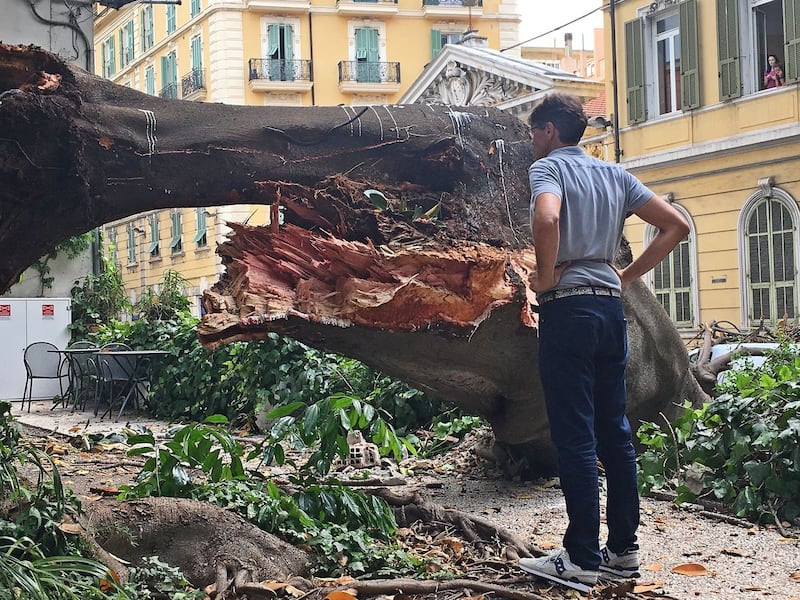 Crolla albero su Aurelia a Sanremo 6