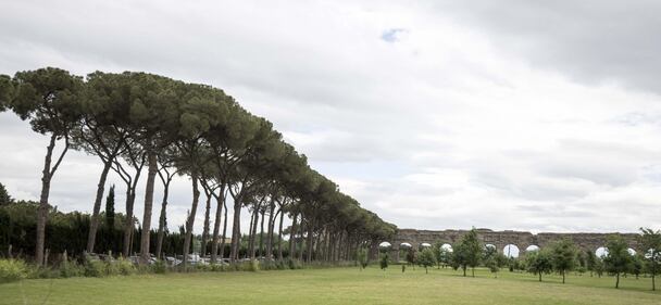 Le meraviglie di Roma: i pini marittimi in città 18