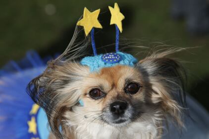 I cani e la Brexit: la manifestazione a Londra  1