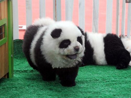 Due Chow chow travestiti da panda. Blitz della Forestale al Circo Orfei