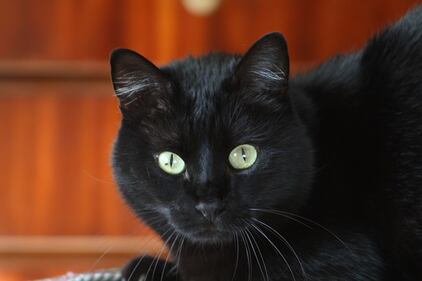 Gatto nero, foto 59