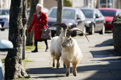 Coronavirus, gli animali selvatici (e non) invadono le città 5