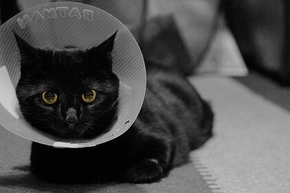 Gatto nero, foto 58