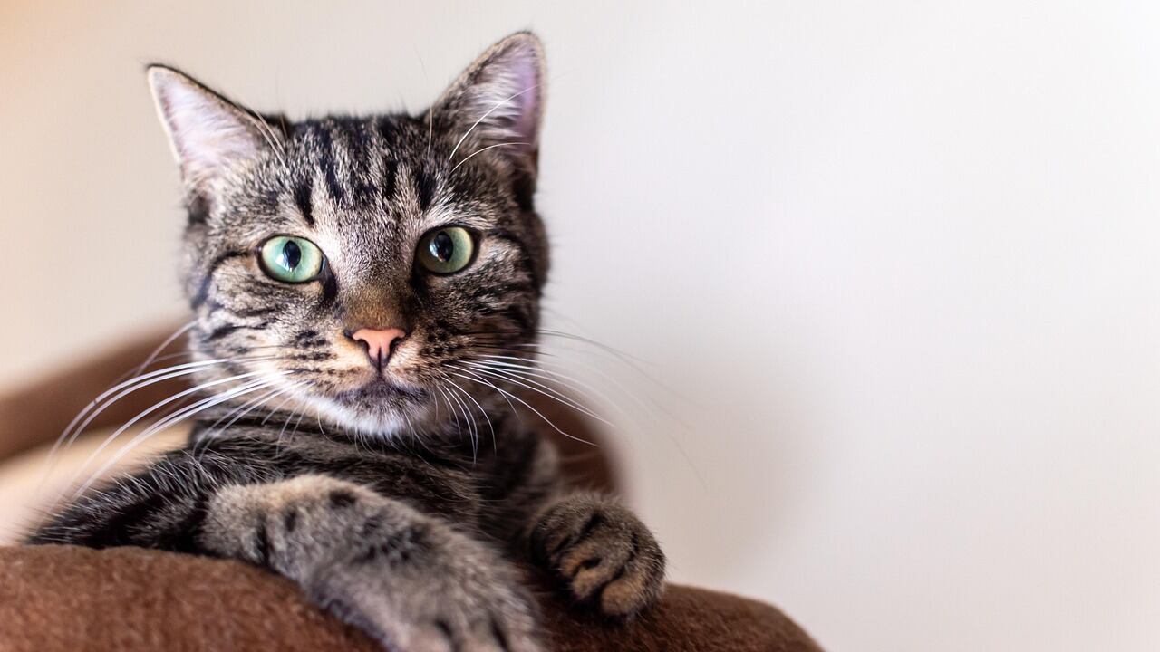 Demenza, anche i gatti possono svilupparla: lo studio che apre nuove strade per le cure