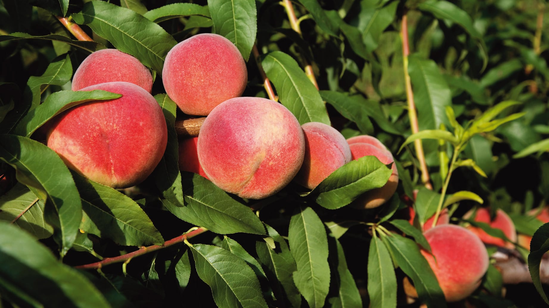 Siamo davvero alla frutta: estate senza le nostre pesche
