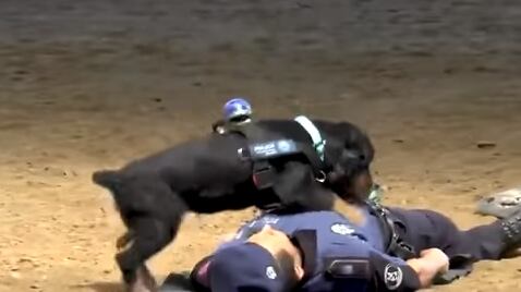 Il cane eroe della polizia fa il massaggio cardiaco all’agente svenuto (per finta)