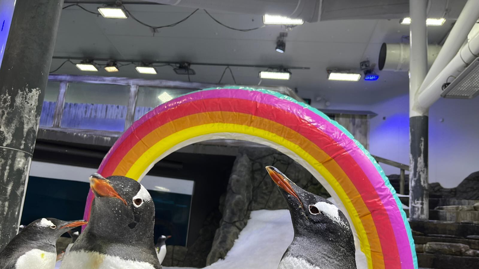 È morto Sphen, il pinguino "gay" dello zoo di Sydney