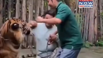 Ecco il “listino prezzi” per farsi sbranare al Tiger Kingdom in Thailandia