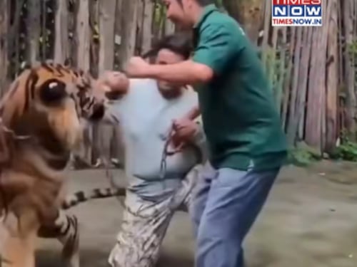 Ecco il “listino prezzi” per farsi sbranare al Tiger Kingdom in Thailandia