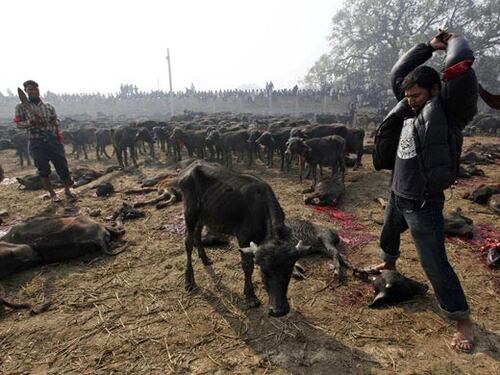 Nepal, al via festival indù noto come la più grande strage di animali al mondo