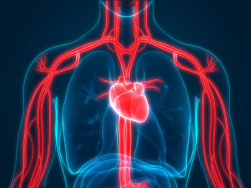 Arriva il primo "atlante" del cuore. Ecco la mappa che cambia tutto