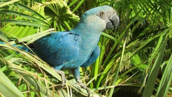 Il pappagallo blu si è estinto: era l'eroe del film "Rio"