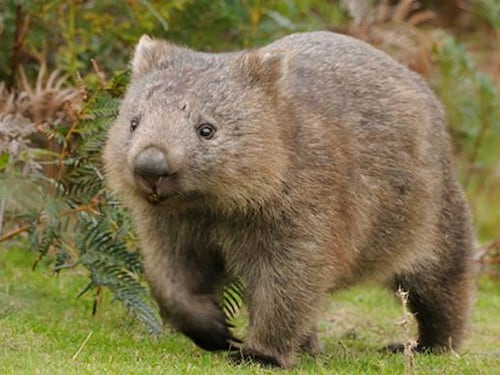 Australia, la scoperta delle feci a forma di cubo di alcuni marsupiali