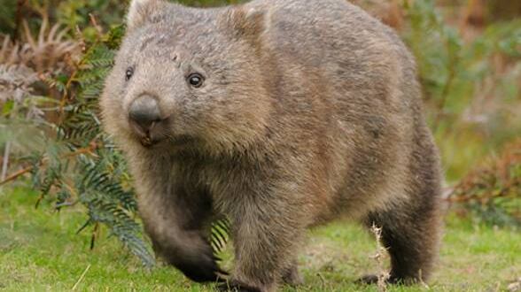 Australia, la scoperta delle feci a forma di cubo di alcuni marsupiali