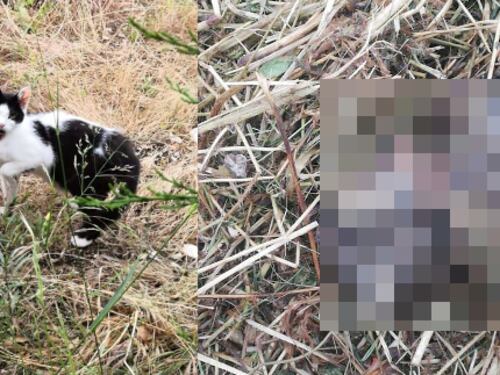 Strage di gatti a Molfetta durante il taglio dell'erba ai giardini pubblici