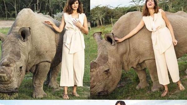 Addio a Sudan, ultimo rinoceronte. La fecondazione artificiale salverà la specie