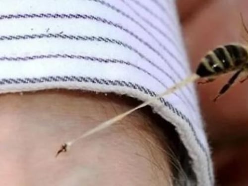 Punto da un'ape, muore sotto gli occhi della moglie