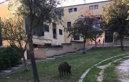 Le palazzine invase dalla spazzatura nel quartiere romano di Cinquina 7