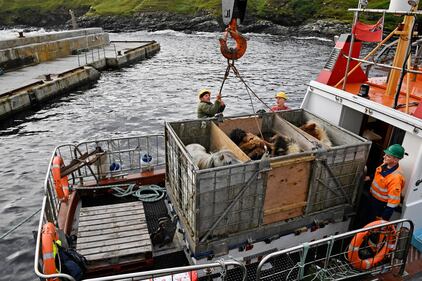 Foula, una splendida isola inglese per solo 30 abitanti 17