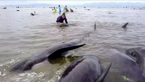 Decine di balene spiaggiate. Ora si rischia la strage 15