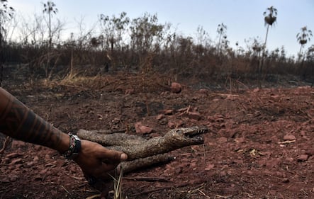 Incendi in Bolivia, le immagini della devastazione 2
