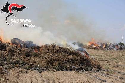 Cerignola, bruciavano i rifiuti in campagna: tre denunce 5