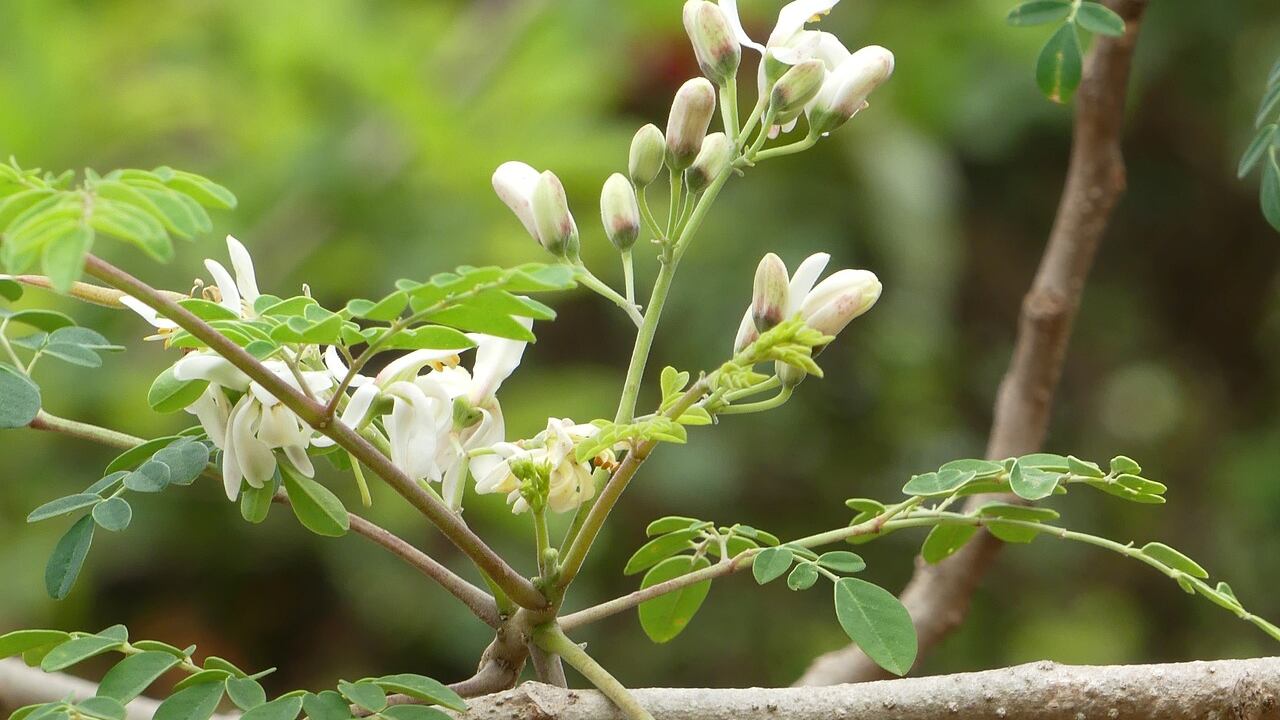 Moringa, tutti i benefici dell'albero dei miracoli