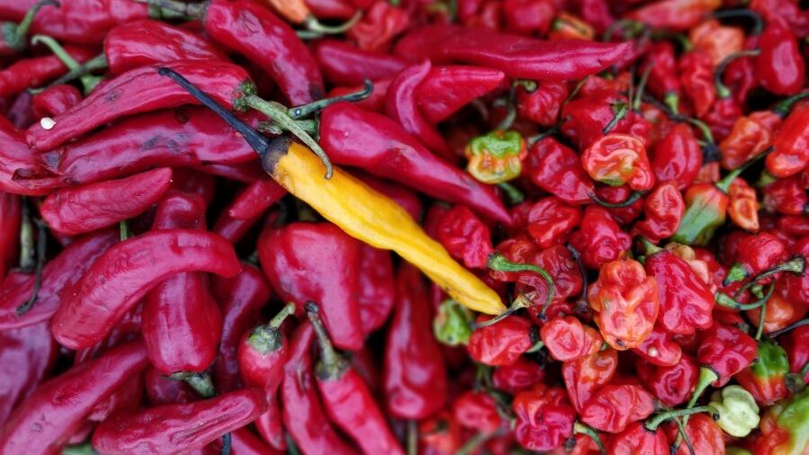 Peperoncino, dalla cucina alla salute: ecco come utilizzarlo