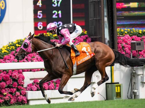 Hong Kong, minacce un cavallo "filo cinese": ippodromo cancella le corse