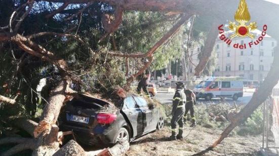 Un pino sull'auto in corsa: tragedia sfiorata a Roma