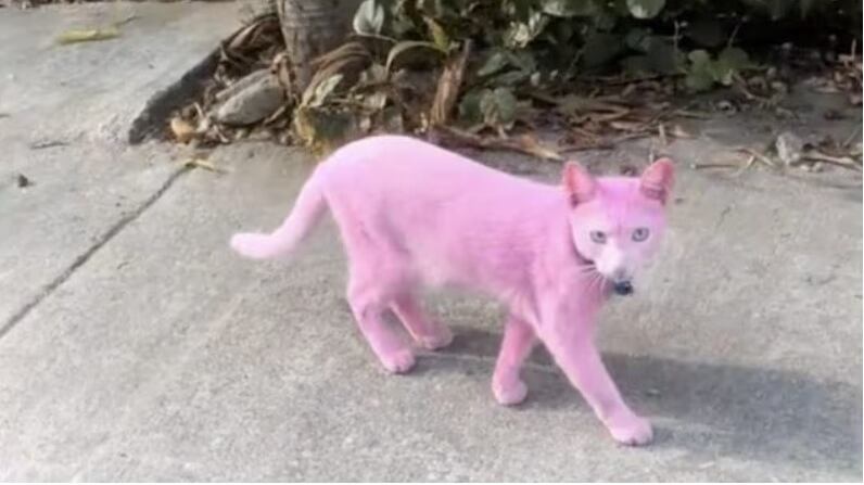 Sconcerto per il gatto trasformato in "Pantera rosa": rabbia sui social