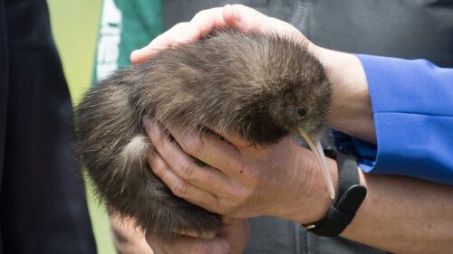 La sfida neozelandese. Riportare a casa i kiwi a un secolo dall'addio