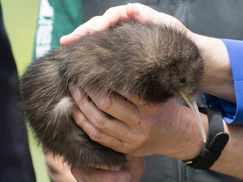 La Merkel (e un kiwi) in Nuova Zelanda