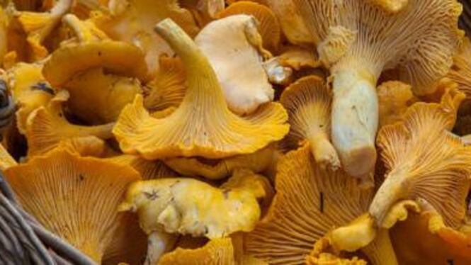 Brindisi, riceve dei funghi in regalo e finisce in ospedale