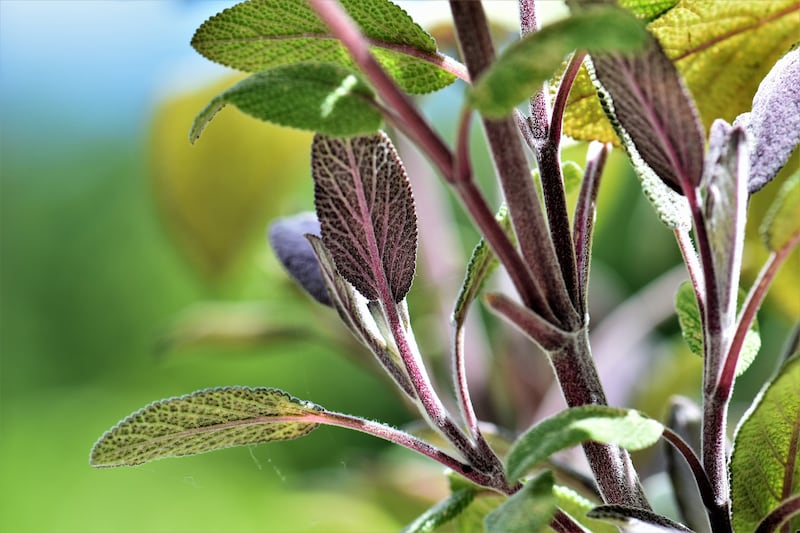 Salvia