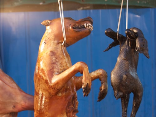 Choc in Cina, parte il "festival di sangue": cosa accade ai cani