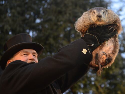 Oggi è il Giorno della Marmotta: cos'è l'usanza americana sul meteo