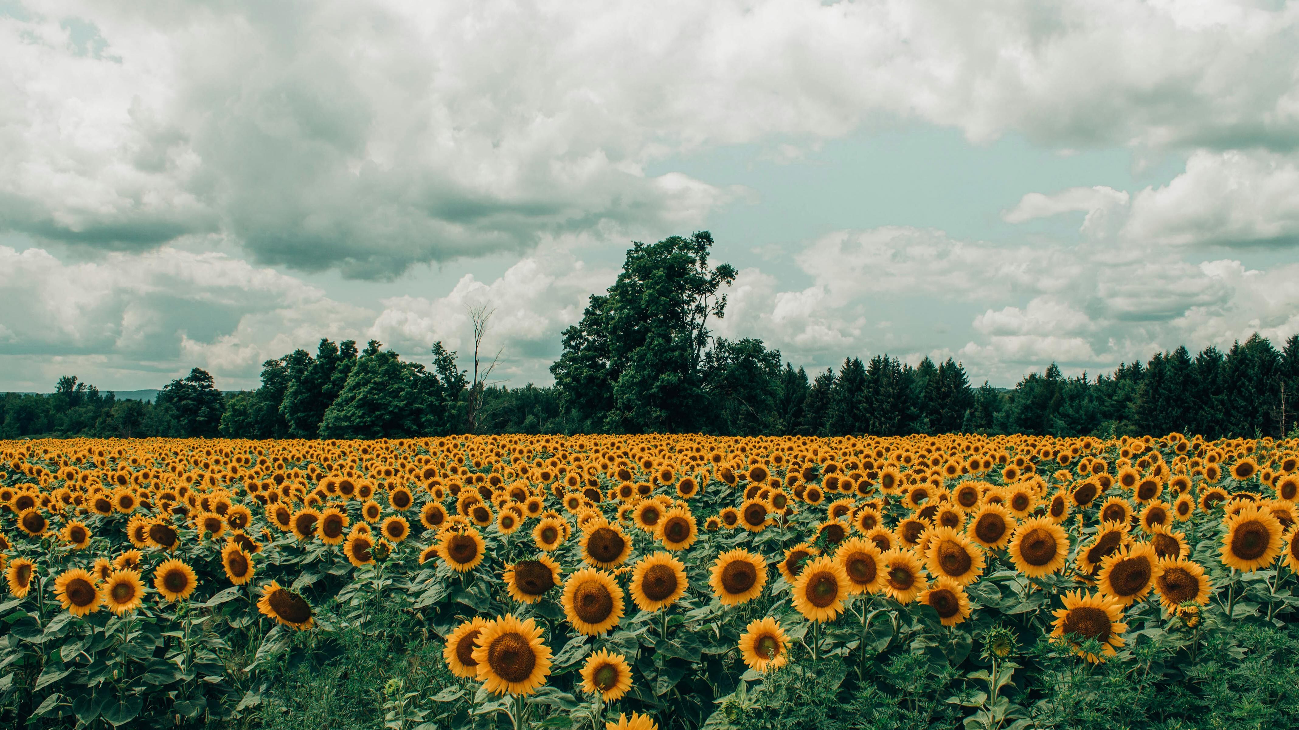 Le foto romantiche tra i girasoli finiscono in rissa: sposi aggrediti dal proprietario del terreno