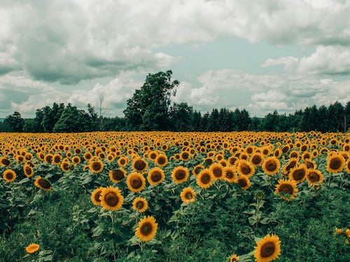 Le foto romantiche tra i girasoli finiscono in rissa: sposi aggrediti dal proprietario del terreno