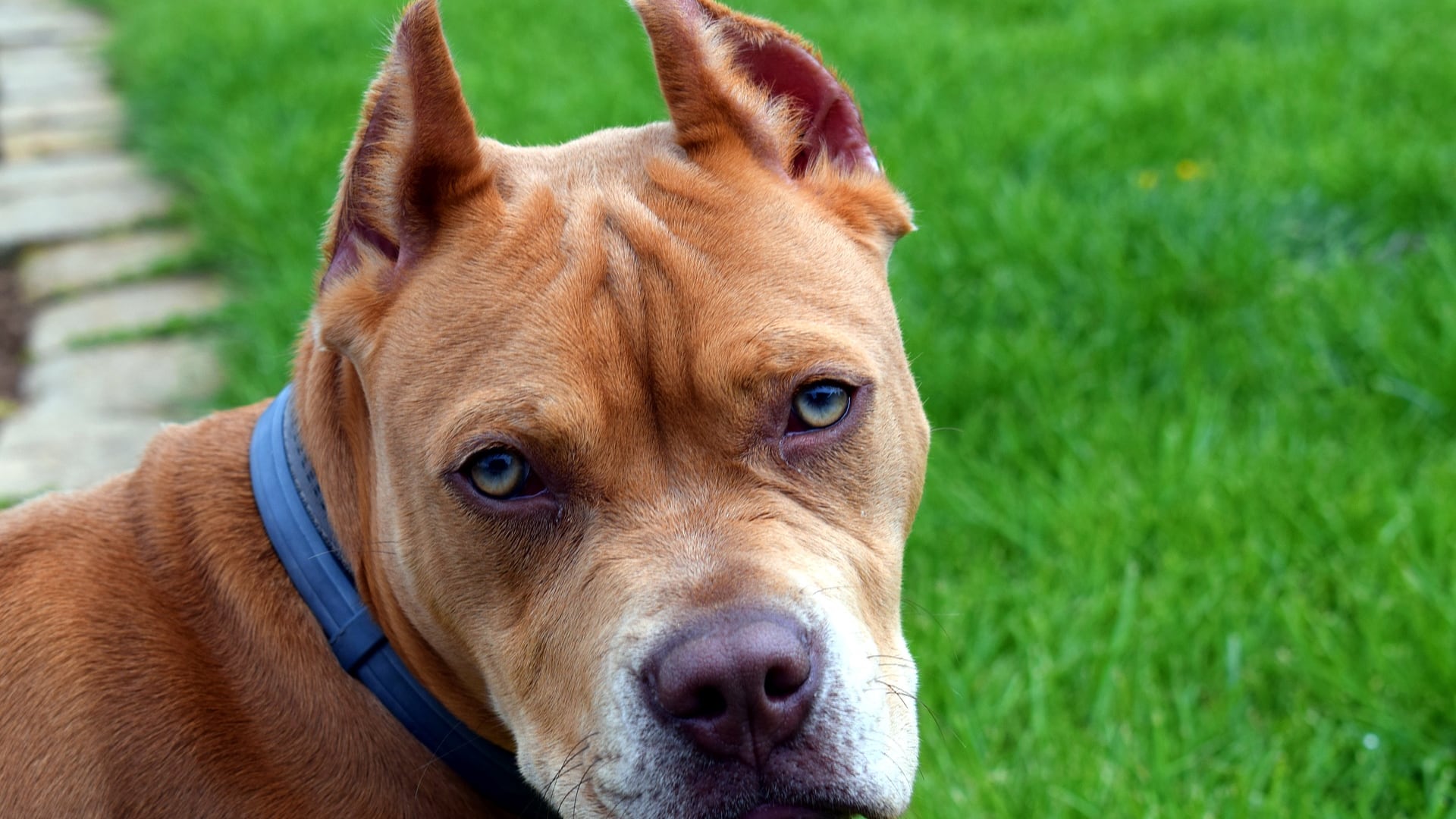 Il pitbull azzanna i soccorritori del padrone anziano. Altra aggressione a Milano